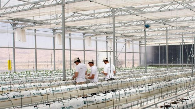 Deniz suyu ile çölde tarım yapılabilir mi? - Resim: 4