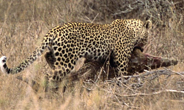 Leoparın zor timsah avı  - Resim: 4