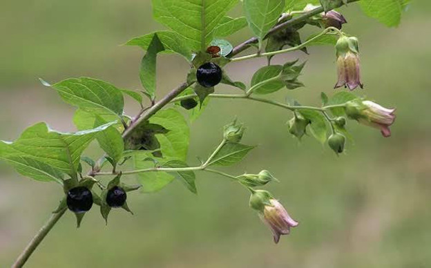 Adam otu ve avrat otu nedir ıspanağa benziyor mu? - Resim: 1