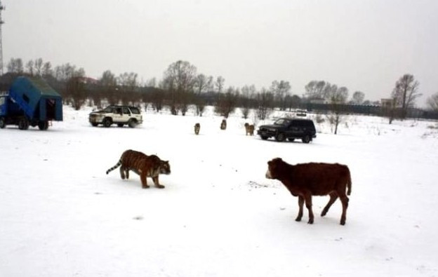 Bunun adı da eğlence! Tavukları kaplanların önüne attılar! - Resim: 3