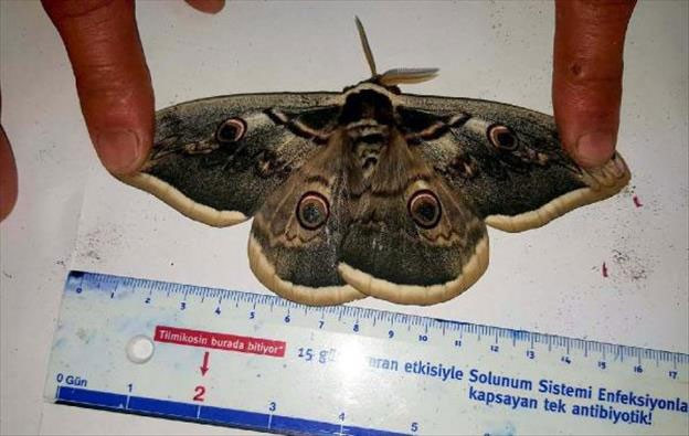 Dünyanın en güzeli Sivas'ta görüldü! - Resim: 3