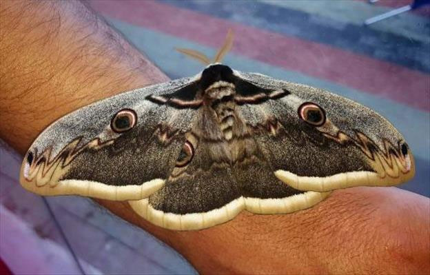 Dünyanın en güzeli Sivas'ta görüldü! - Resim: 1