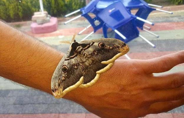 Dünyanın en güzeli Sivas'ta görüldü! - Resim: 2