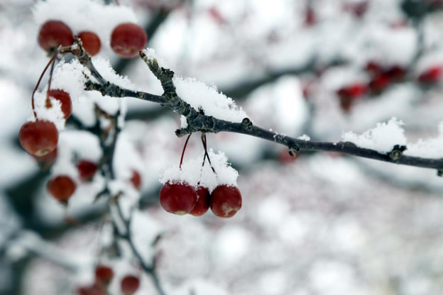 Türkiye beyaza büründü - Resim: 1