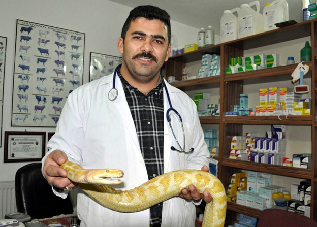 Piton baygınlık geçirirse... - Resim: 2