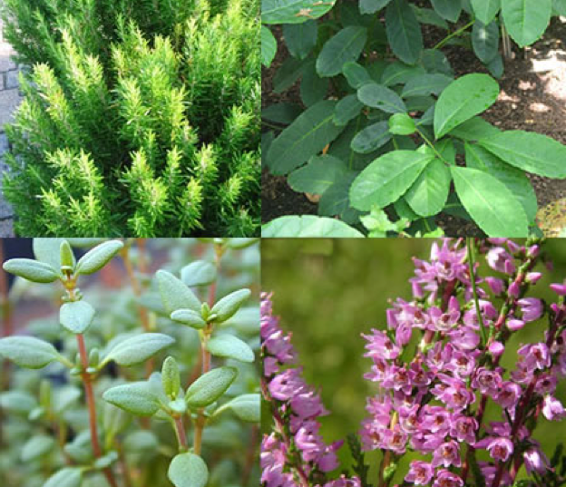 6 ot 6 mucize - Resim: 1