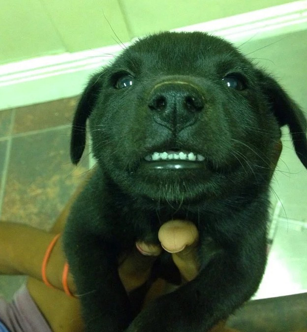 Köpek ve kedileri hiç böyle görmediniz - Resim: 2