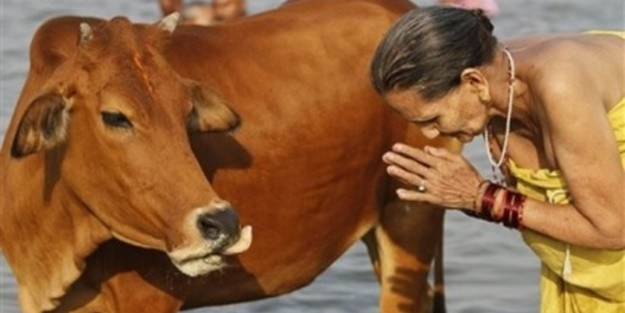 Hindistan'da inekler neden kutsal sayılıyor? - Resim: 1