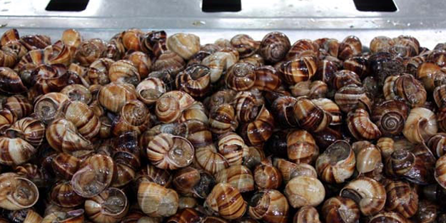 Salyangoz dolması ile 5 milyon dolarlık ihracat! - Resim: 3