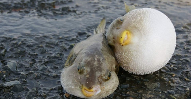 Siyanürden 50 kat zehirli balon balığı yedi yoğun bakıma alındı - Resim: 3
