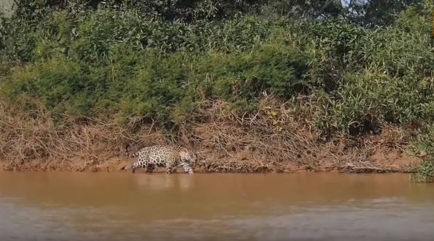 Avcı av oldu! Jaguar timsahı tek hamlede bakın nasıl avladı - Resim: 3