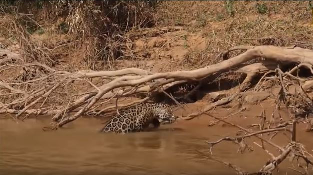 Avcı av oldu! Jaguar timsahı tek hamlede bakın nasıl avladı - Resim: 1