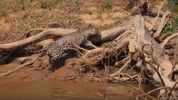 Avcı av oldu! Jaguar timsahı tek hamlede bakın nasıl avladı - Resim: 2