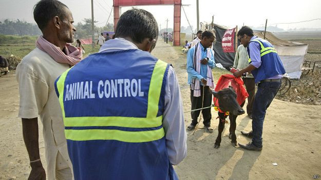 Binlerce hayvan böyle katlediliyor! - Resim: 3