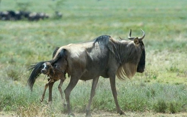 Doğar doğmaz vahşi çitaya yem oldu! En talihsiz an - Resim: 1