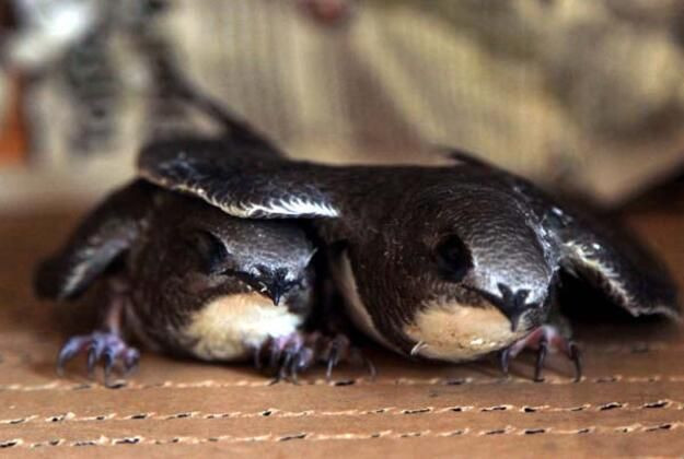 Çatıda bulundu! 23 günde 120 kilo yediler - Resim: 2