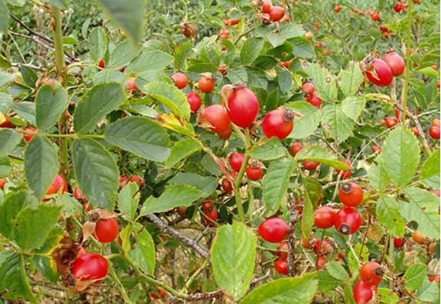 Çekirdeğiyle, yağıyla tam bir şifa kaynağı! - Resim: 2