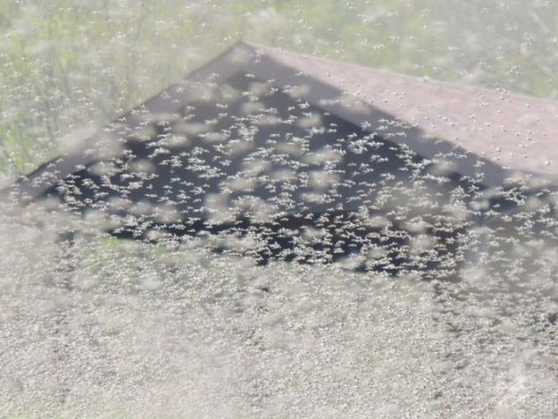 Kıyamet alameti mi? Büyük bir uğultuyla geldiler - Resim: 2