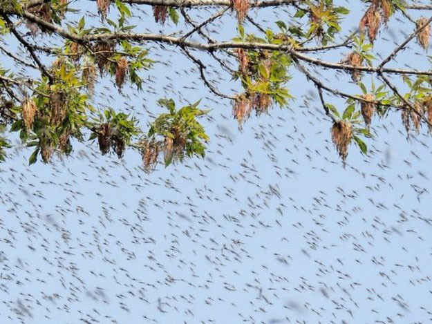 Kıyamet alameti mi? Büyük bir uğultuyla geldiler - Resim: 4
