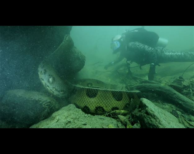 Amazon'daki dev anakondayı görüntüledi - Resim: 3