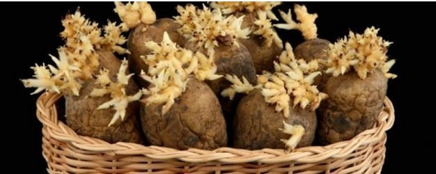 Kahvenin telvesi karpuzun kabuğu bakın neyin çaresi - Resim: 2