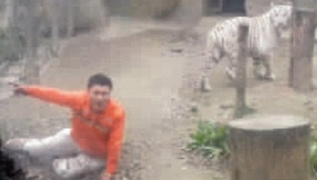 Kendini kaplanlara yem etti - Resim: 3