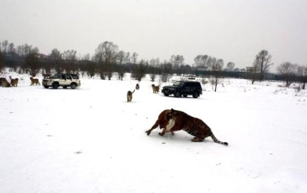 Bunun adı da eğlence! Tavukları kaplanların önüne attılar! - Resim: 4