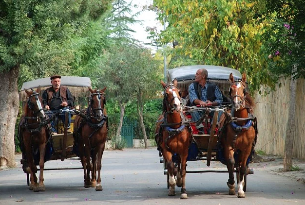 'At vebası' Büyükada'yı sardı! Giriş çıkışları durduruldu - Resim: 0
