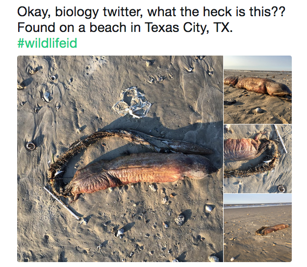 Kasırgayla karaya vuran esrarengiz yaratık! Bakın bu ne? - Resim: 1