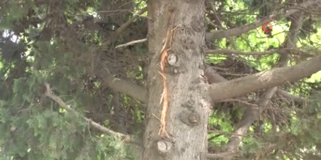 Büyükçekmece'de yağmurdan kaçarken yıldırıma yakalanıp öldü - Resim: 0