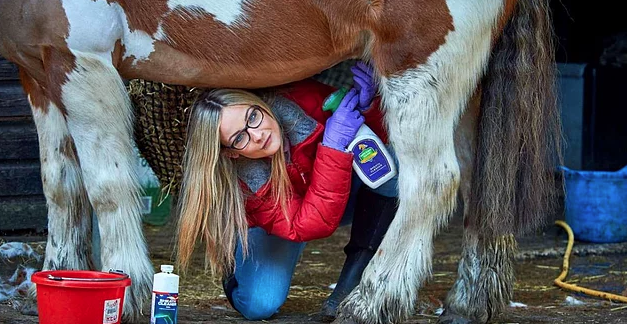 Dünyanın en kötü işine sahip! Her gün at penisi temizliyor - Resim: 3
