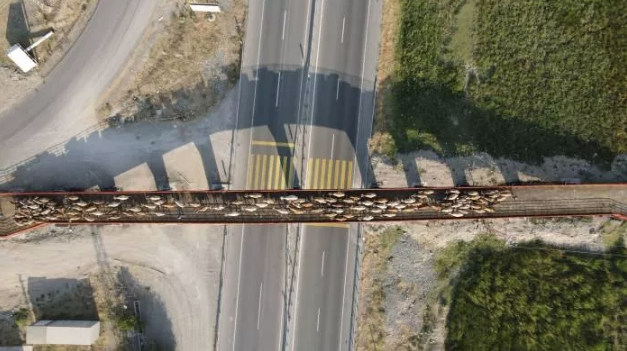 Erzincan'a Türkiye'nin ilk ekolojik üst geçidi kuruldu hayvanlar güvenle geçiyor - Resim: 1