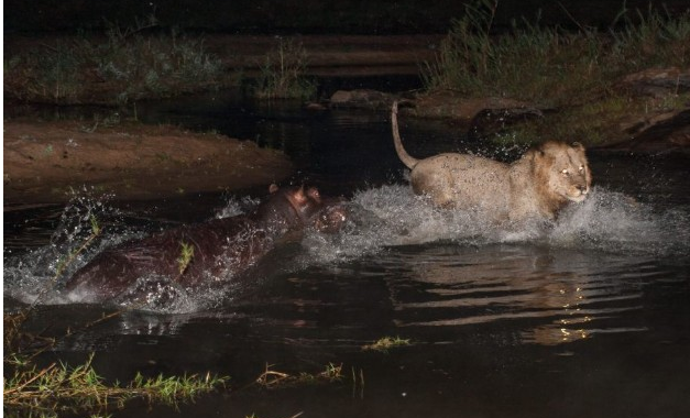 Vahşi av saniye saniye görüntülendi - Resim: 3