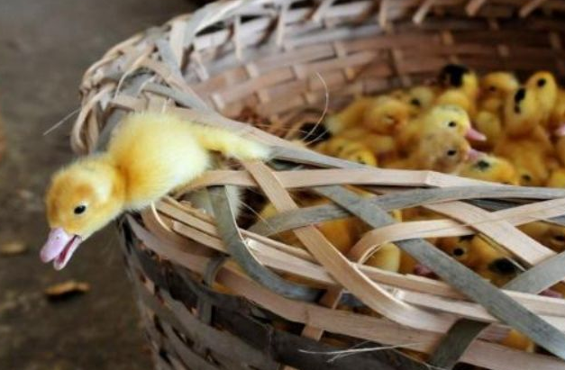 Yavru ördekleri canlı canlı yaktılar! - Resim: 3