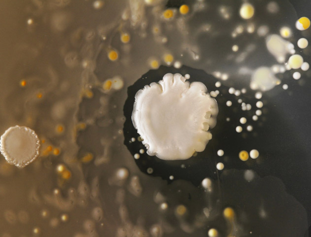 Telefonunuzdaki bu yaratığa dikkat edin! - Resim: 4