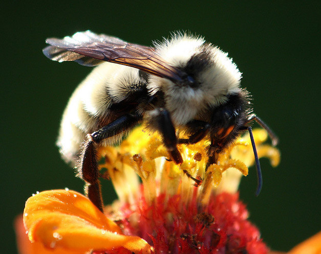 Arıların müthiş özellikleri - Resim: 1