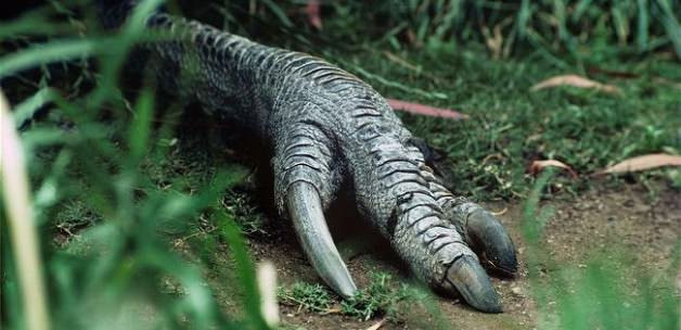 Dünyanın en tehlikeli kuşu - Resim: 1