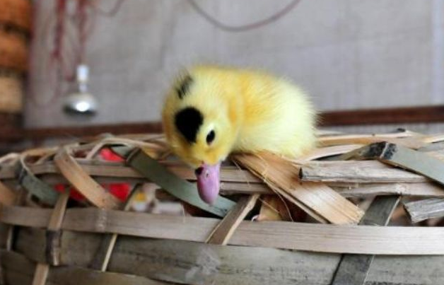 Yavru ördekleri canlı canlı yaktılar! - Resim: 4