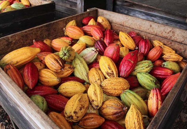 Çikolata neden ve nasıl yapılıyor? Ağaçtaki ilk hali şaşırtıcı - Resim: 2