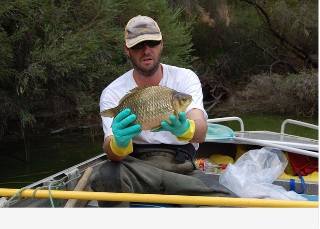 Minik Japon balığı nehirde canavara dönüştü - Resim: 3