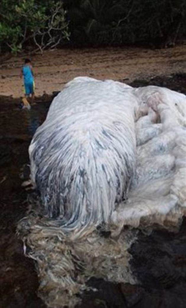 Bir anda karaya vurdu görenler dehşete düştü - Resim: 2