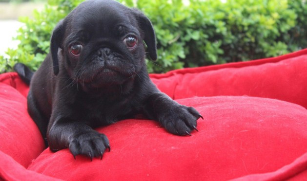 Köpek sanıp aldığı hayvan sıçan çıktı! - Resim: 4