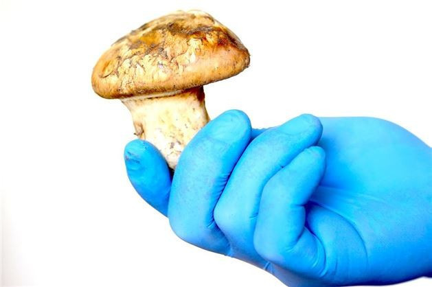 Dünyanın en pahalı yiyecekleri arasında Türkiye'de yetişiyor! - Resim: 1