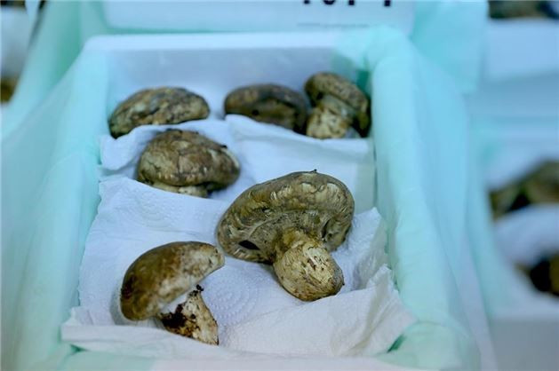 Dünyanın en pahalı yiyecekleri arasında Türkiye'de yetişiyor! - Resim: 3