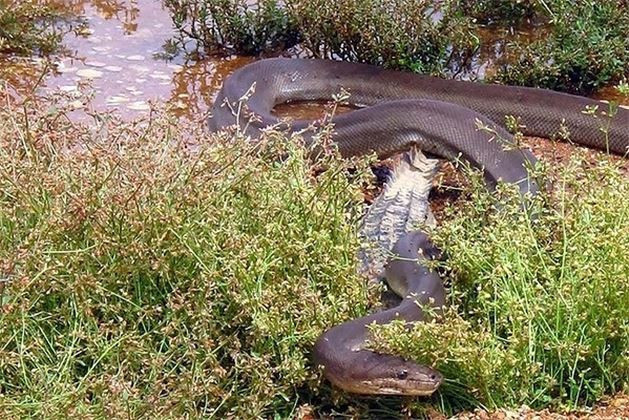 Timsahın yılanla yaşam mücadelesi yok böyle kaçış - Resim: 1