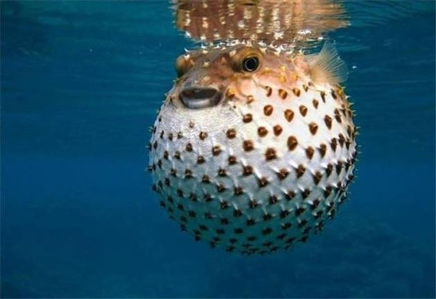 Peynirin içinden çıkanlara bakın yok artık - Resim: 1