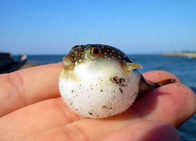 Zehri tedavi ediyor eti öldürüyor - Resim: 3