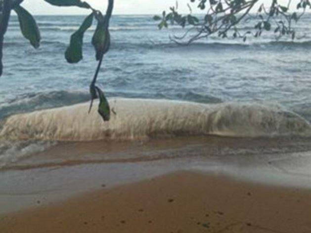 Bir anda karaya vurdu görenler dehşete düştü - Resim: 1