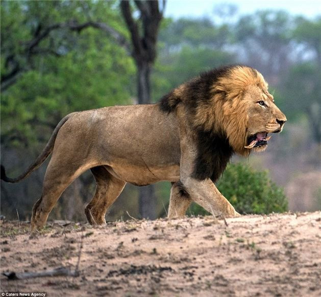 Erkek ve dişi aslanın kavgası böyle görüntülendi - Resim: 4
