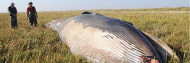 Tarlada görülen esrarengiz hayvan - Resim: 3